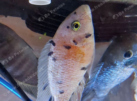 Breeding pair of african cichlids and an ob peacock cychlid