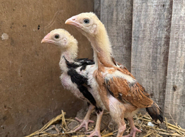 Pair Aseel Asil chicks
