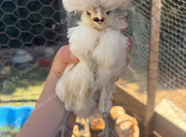Polish chickens