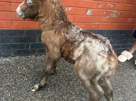 Beautiful spotted Shetland colt