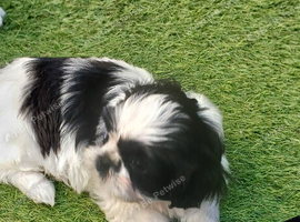Shih Tzu puppies for sale