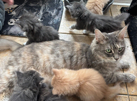 Maine coon kittens