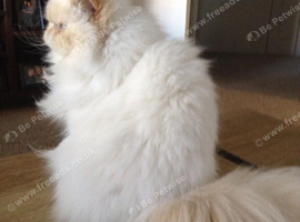 Urgent Home Needed &ndash; Suki