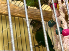 Beautiful baby black cap Conyers for sale
