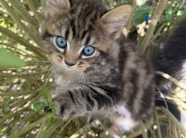 Grey tabby and black kittens