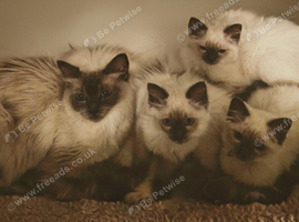 Ragdoll kitten boy