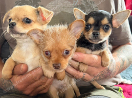 Chorkie pups