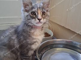 Maine Coon kitten / Cat blue
