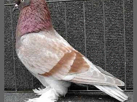 Wanted: Dutch Tumbler Pigeons (Hens)