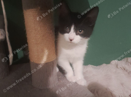 2 male kittens