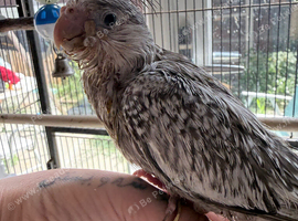 Beautiful hand reared cockatiels