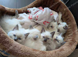Beautiful Ragdoll Kittens