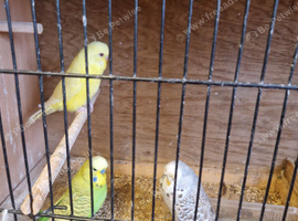 BUDGIES - VARIOUS COLOURS