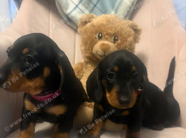 2 female mini dachshund puppies