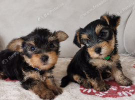 Yorkshire terrier puppies