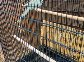 Hen kakariki for sale