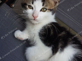 10‑week‑old male kitten &mdash; ready now &mdash; litter trained &mdash; &pound;30