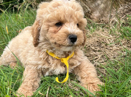 Cavachon x toy poodle
