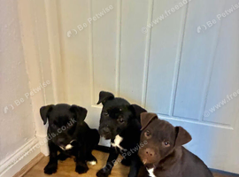 Quality Patterdale Terrier Puppies