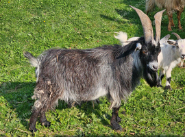 4 year old Pygmy Billy looking for a new home
