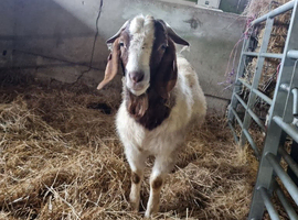 Boer Goat For Hire