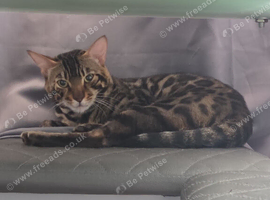Bengal cat for sale