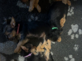 Yorkie Russel Pups (price negotiable)