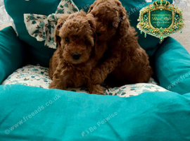 5-star licensed ESPONJOSO Exclusive Half Asian Toy Poodles DWKC registered