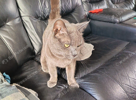 2 yr old spayed female