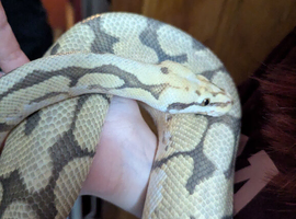 Male spider ghost royal python