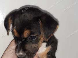 Beagle mix puppies. 2 months old.