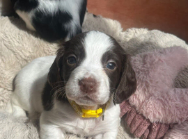 puppies for sale