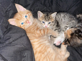 2 mixed bread kittens