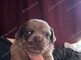 Pug cross