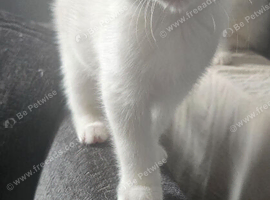 2 white male kittens ready to leave tomorrow!!!!