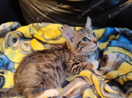 Bengal kittens