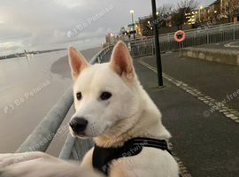 Male huskita