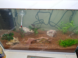 Wanted: Fish Tank 20l-40l