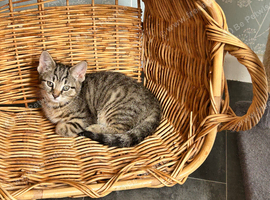 Adorable Female tabby kitten in need of a loving home.