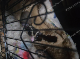 Sugar glider pair for sale