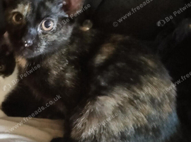 2.kittens for sale