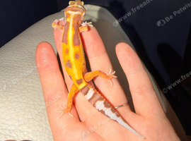 Leopard gecko babies ready