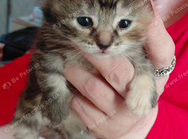 Maine coon x tabby