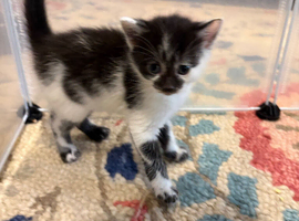 Mixed kittens for sale