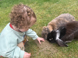 2 French lops for new home!