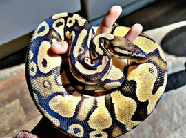 Pastel het pied male ball python