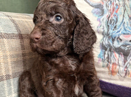 Gorgeous Cockapoo Puppies
