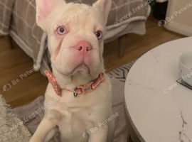Pink rope French bulldog for rehome