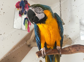 Macaw for sale