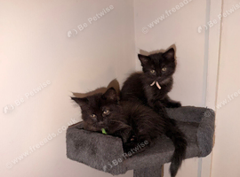 Kittens ready to leave